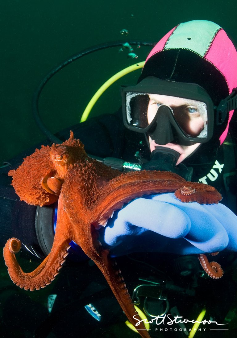 Giant Pacific Octopus-3.jpg