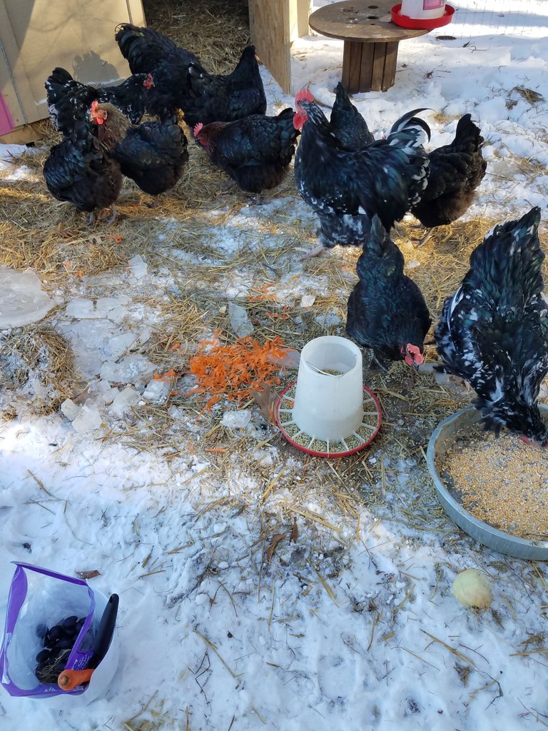 winter chickens.jpg