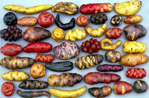 heirloom tubers.jpg