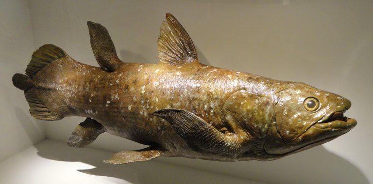 Coelacanth PD.JPG