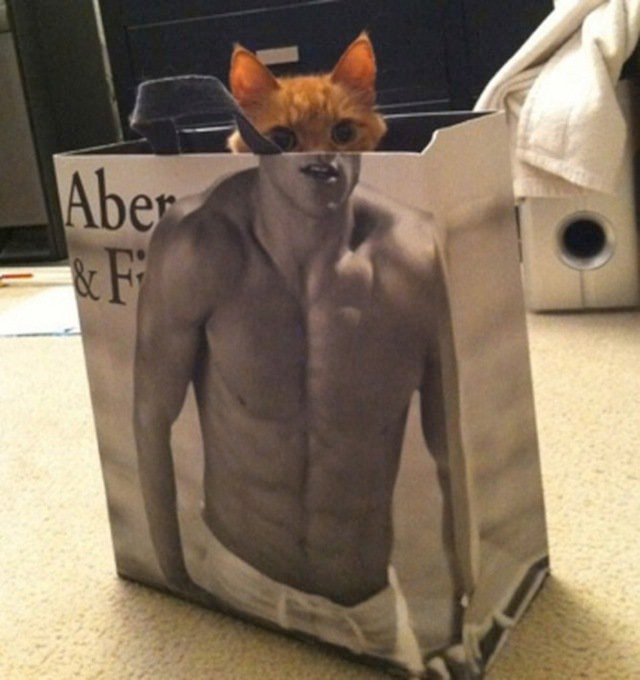 abercrombiecat.jpg