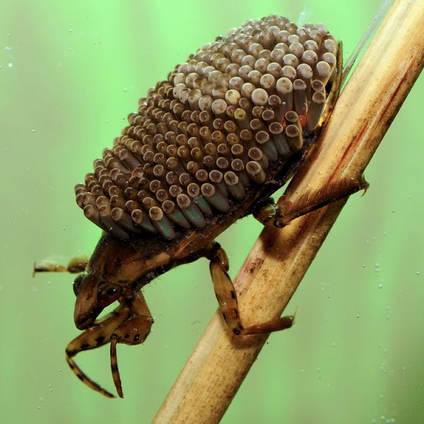 ferocious water bug with eggs.jpg