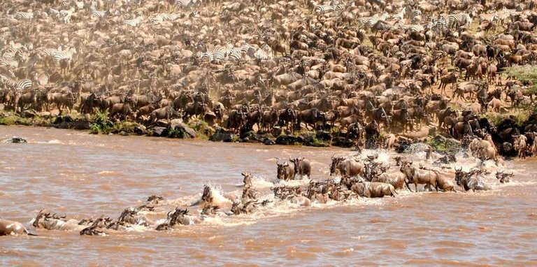 Masai-Mara-National-Reserve-Kenya 2.jpg