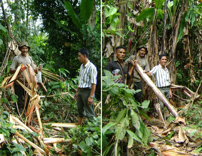 Pisang bekas dimakan gajah.jpg