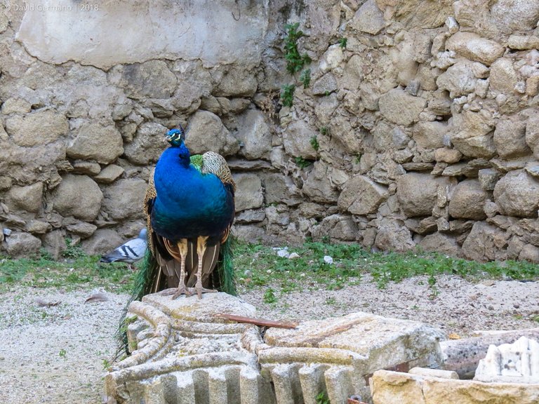 Pavão-indiano.jpg