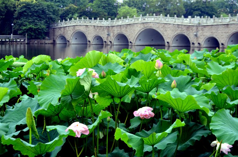 lotus-flower-field.jpg