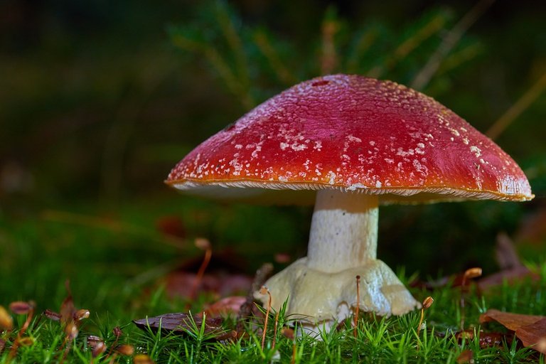 fly-agaric-3345895_960_720.jpg