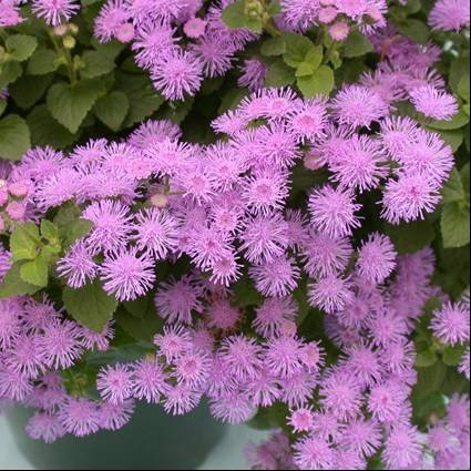 Ageratum 2 Flowers.jpg