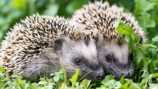 _99889936_hedgehogs976.jpg