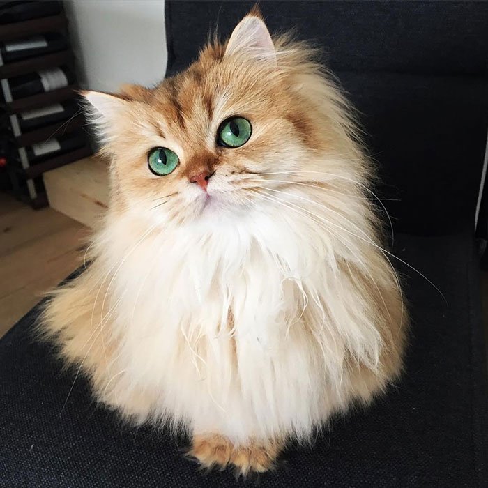 beautiful-fluffy-cat-british-longhair-1.jpg