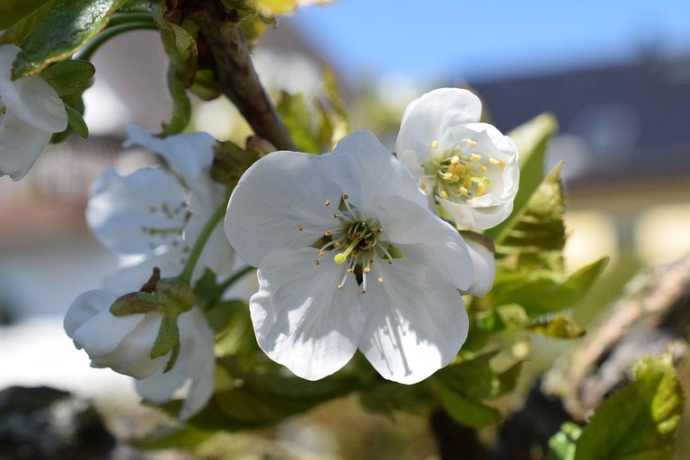 Kirschblüten1.jpg