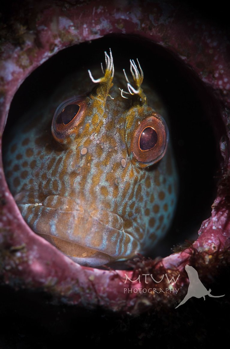 Tassie Blenny copy.jpg