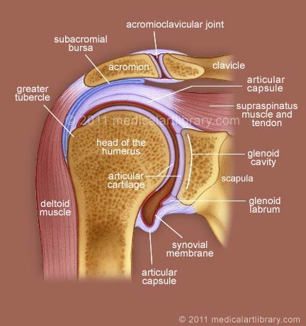 shoulder-joint.jpg