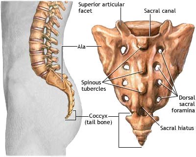 coccyx.jpg