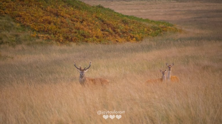 stag-doe-fawn.jpg