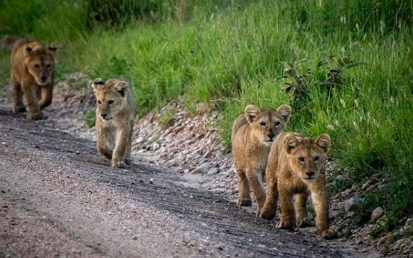 kenya lion.png