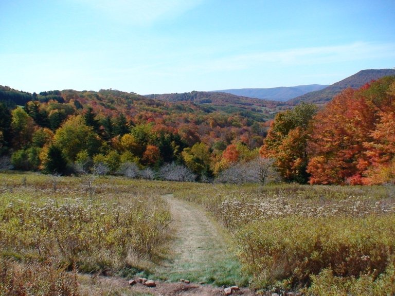 Looking Downhill at the Autumn Colors.jpg