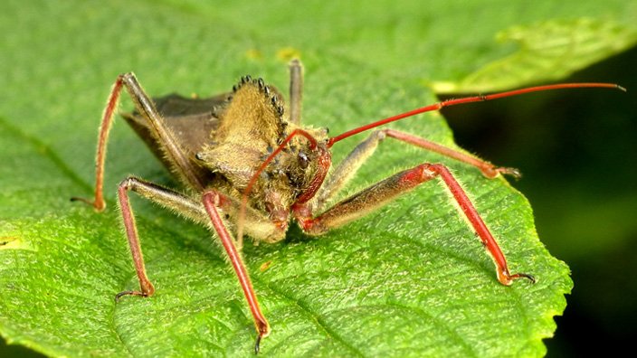 Assassin-Bugs.jpg