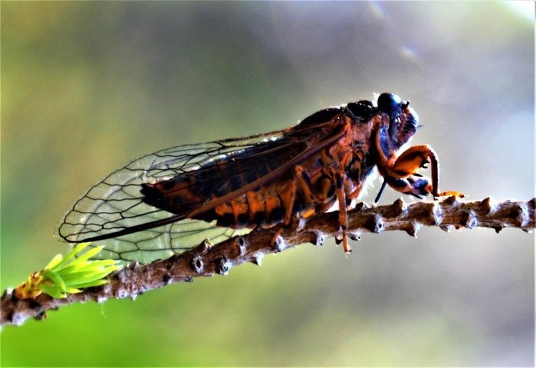 cicada a.JPG