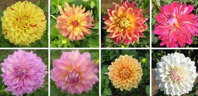 dahlias for steem.JPG