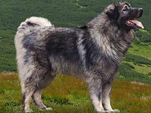 illyrian-sheepdog.jpg