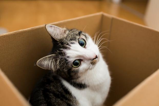 catbox.jpg