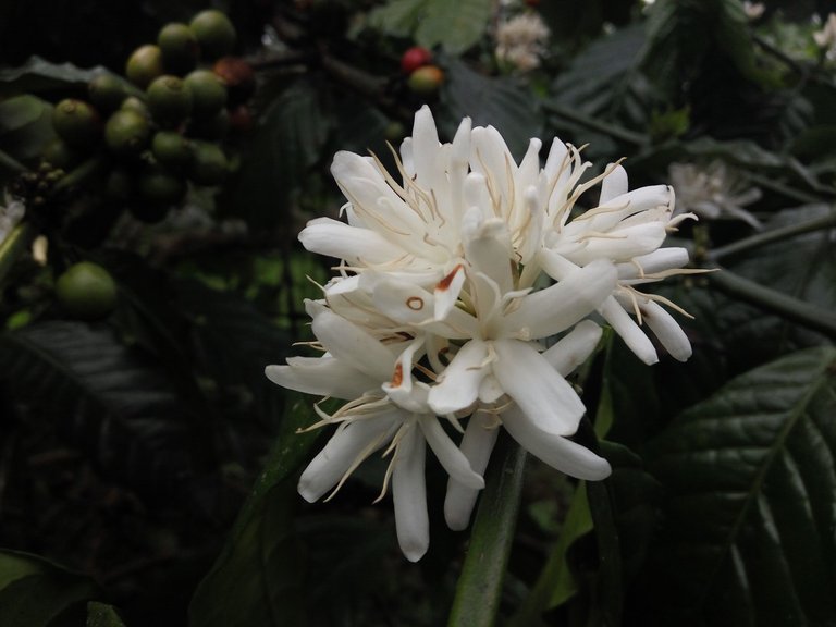 White Flower.jpg