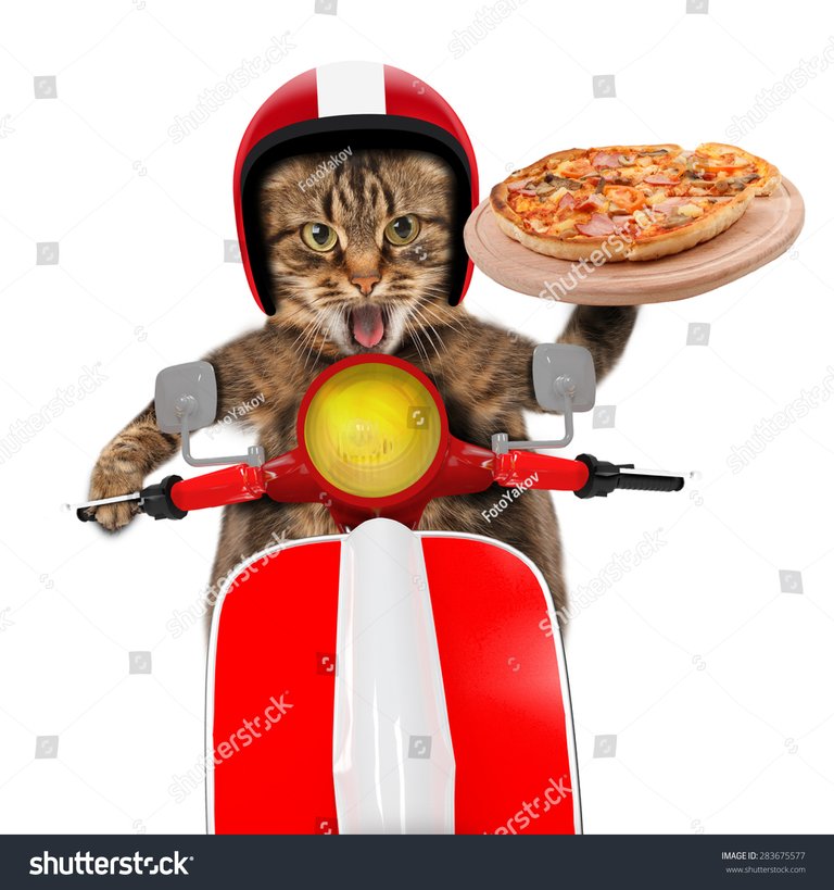 Cat pizza delivery.jpg