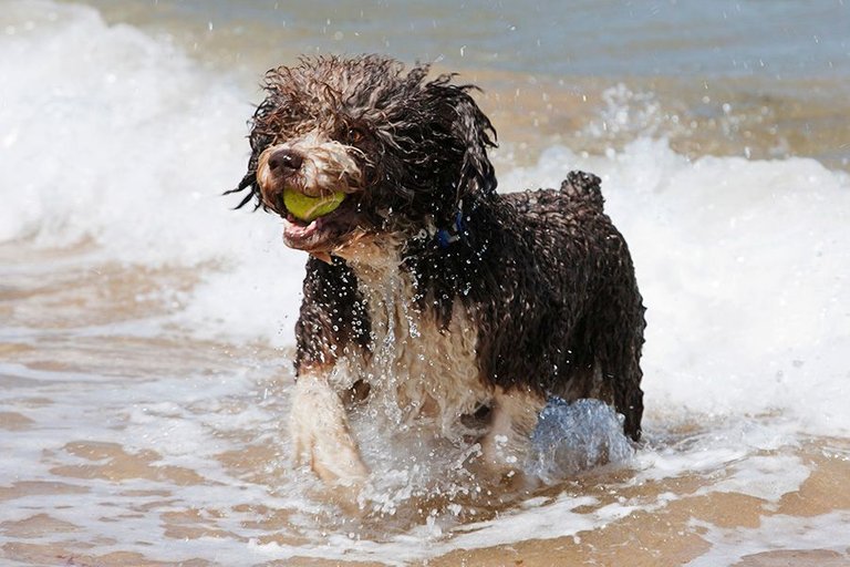 spanish water dog smiling.jpg