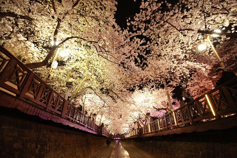 jinhae blossom-2333591_1920.jpg