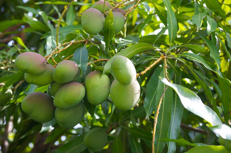 Mango_tree_(22708493).jpg