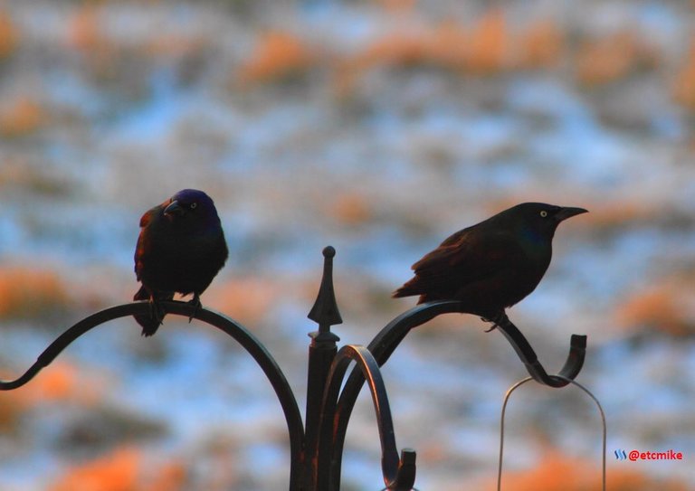 common grackle PFW22-sa0016.JPG