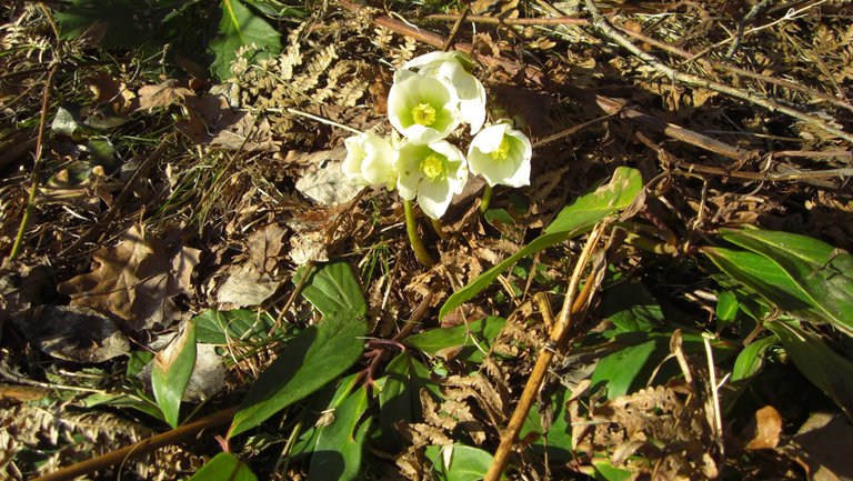 schneerose-127.JPG