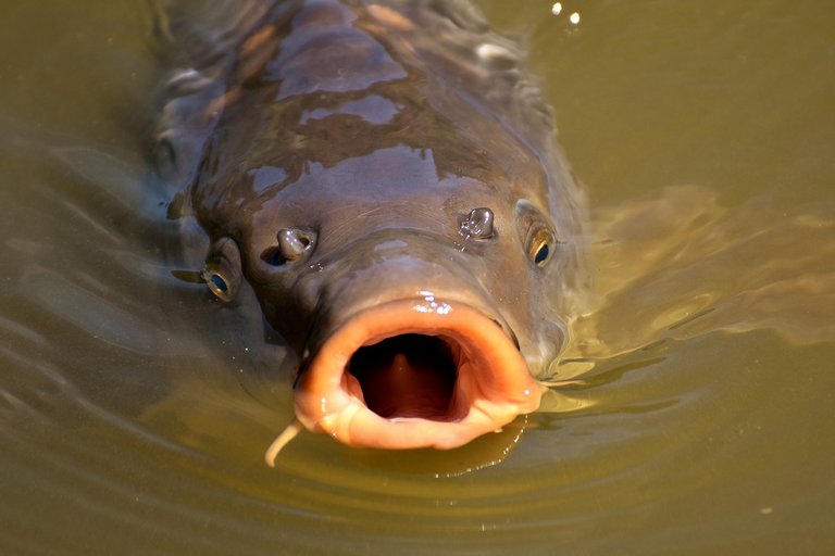 carp-2393788_1280.jpg