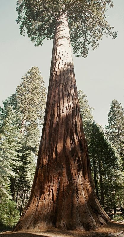 black_metal_tree.jpg