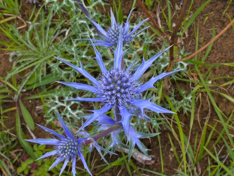 Flat_Sea_Holly_(Eryngium_planum)_(14240745500).jpg