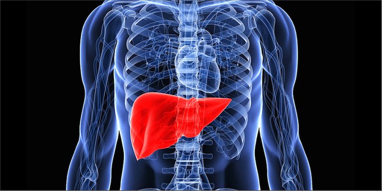 liver (1).jpg