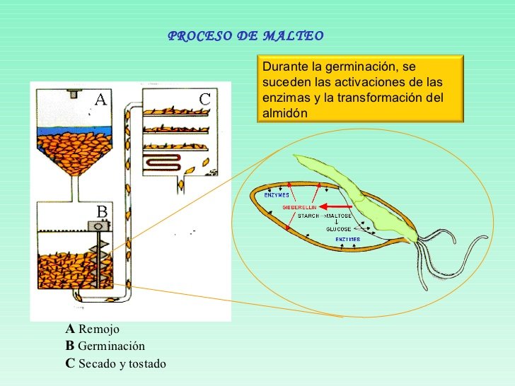 proceso-de-malteo-2-728.jpg