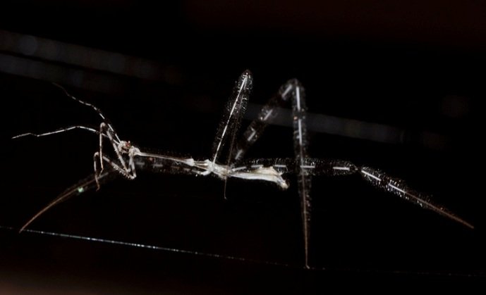 giraffe assassin bug 02 - national geographic.jpg