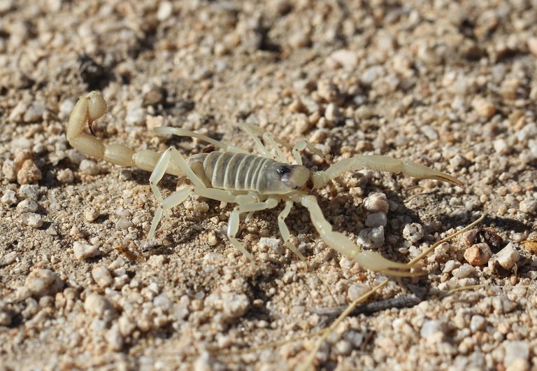 giant-hairy-scorpion-1340312_1920.jpg