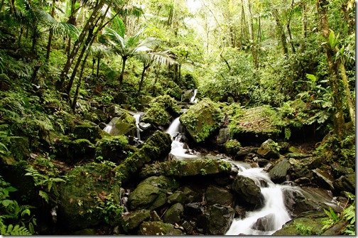 Yunque 4.jpg