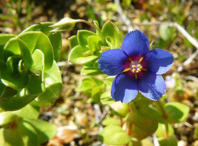 Anagallis monellii - Blue Pimpernel 3.jpg