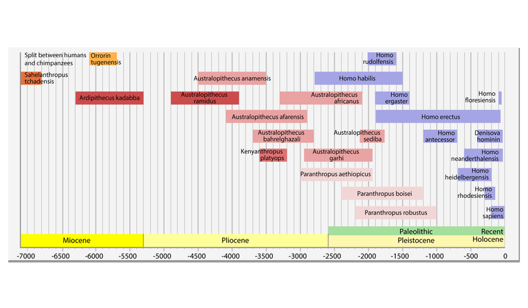 Hominin-Species-CU.png