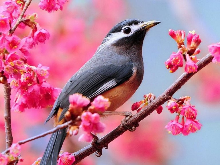 flower-and-bird-cool-wallpaper.jpg