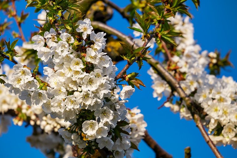 cherry-blossoms-3316385_1280.jpg