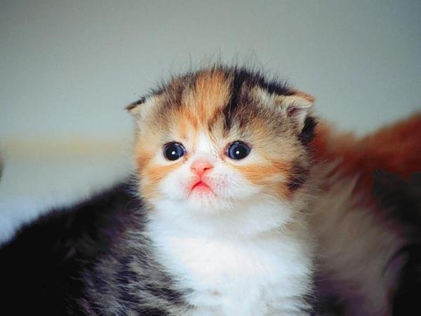 gambar-gambar lucu kucing 10.jpg