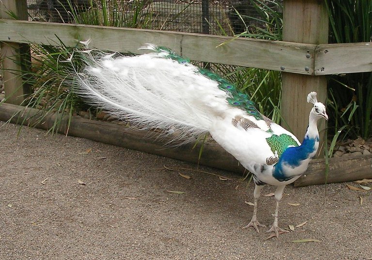 BLUE WHITE PEACOCK.jpg