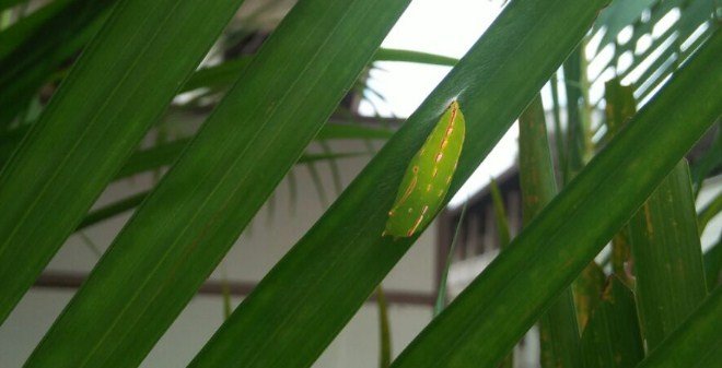 Sarung Ulat - Macrophotography.jpg