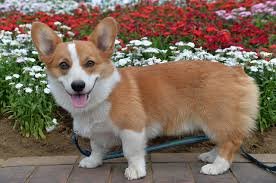 corgi.jpg