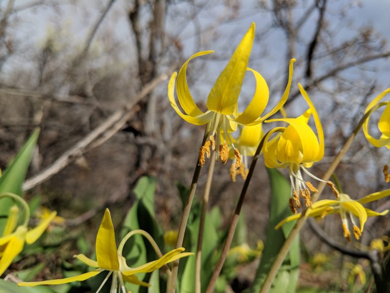 yellow_flower_macro_1.jpg